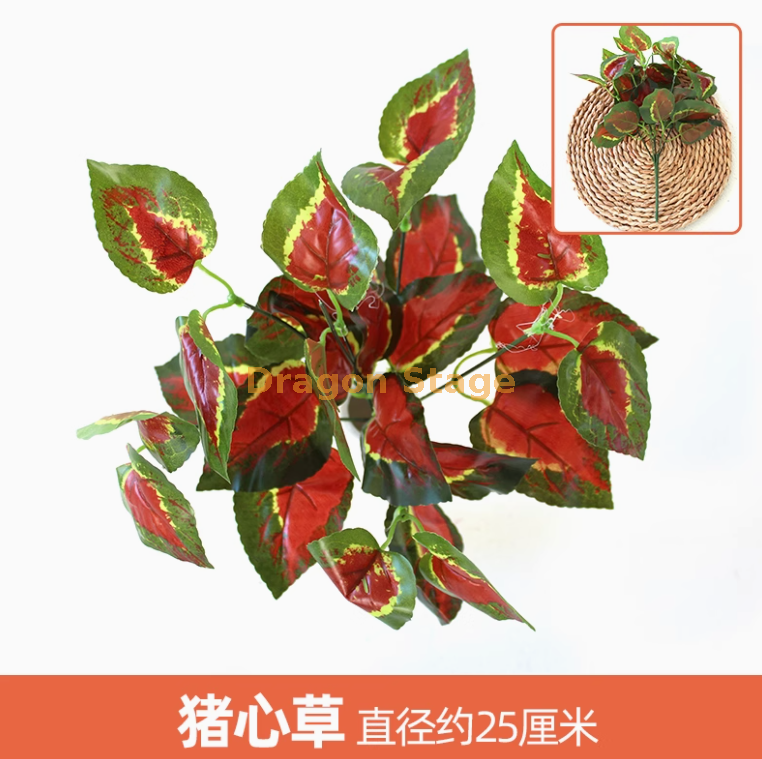 黑色 猪心草 1 枝