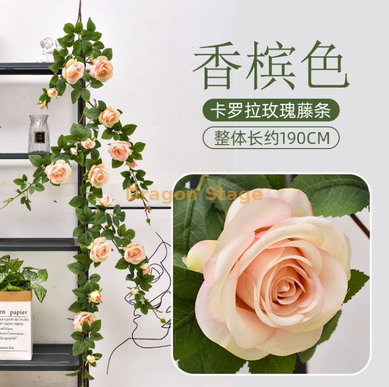 浅香槟卡罗拉大玫瑰藤 1 条