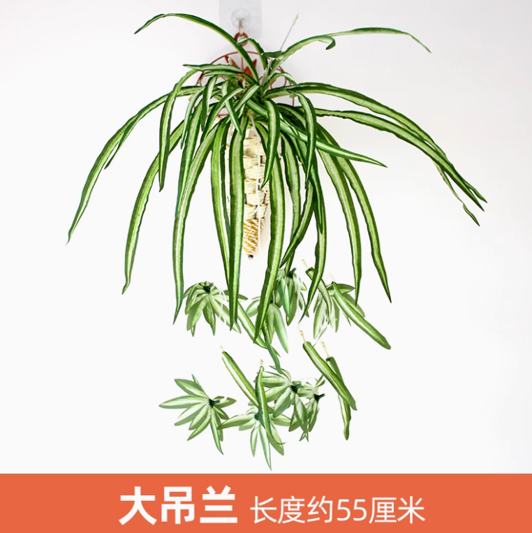 乳白色 大吊兰 1 束