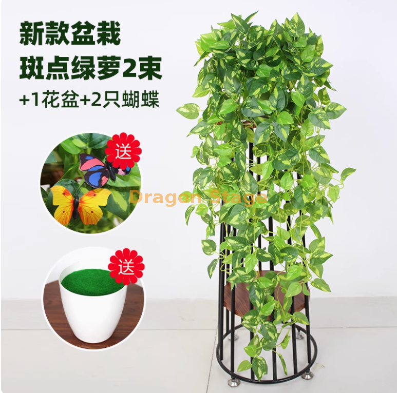 盆栽斑点绿萝 2 束+盆