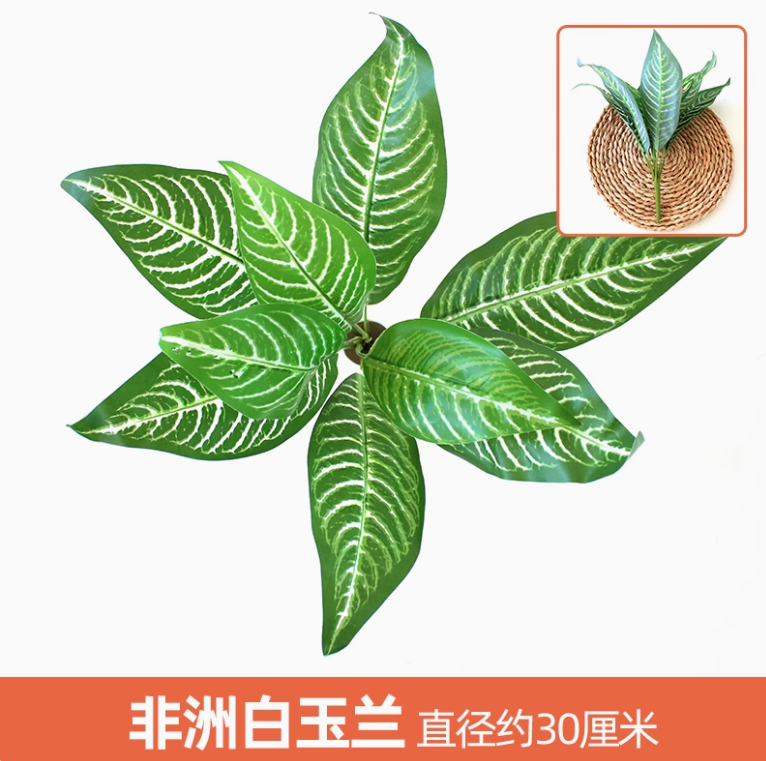 白色 非洲白玉兰 1 枝