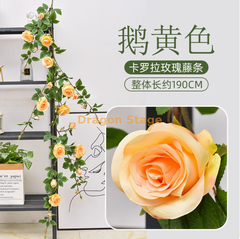 深香槟卡罗拉大玫瑰藤 1 条